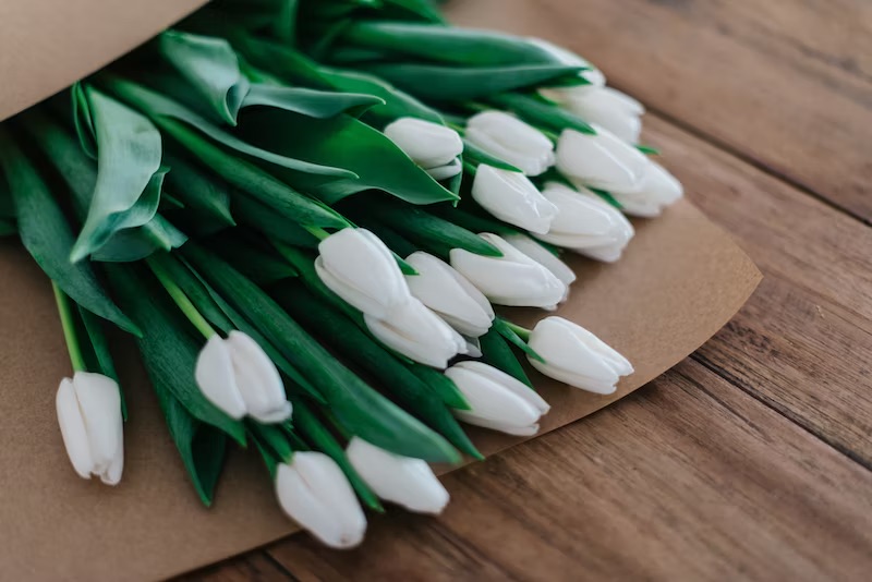 A bouquet of white tulips