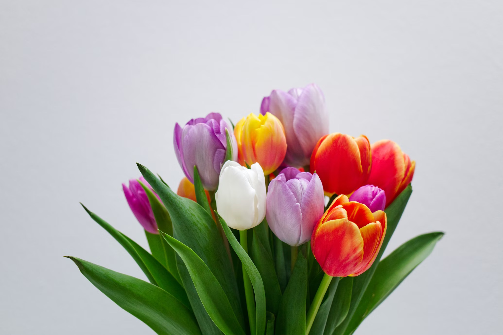 A bouquet of colourful lilies on a white background