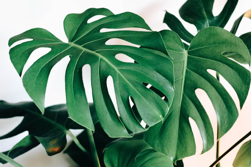 Monstera Deliciosa leaves