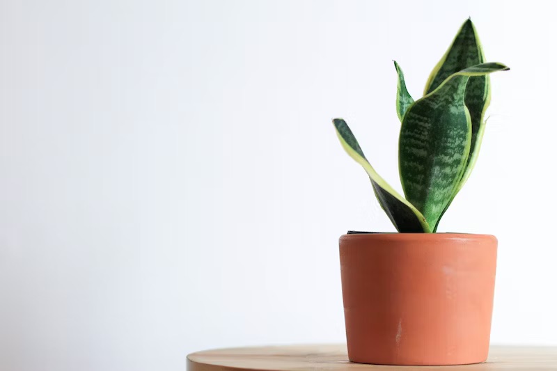 A potted dracaena trifasciata