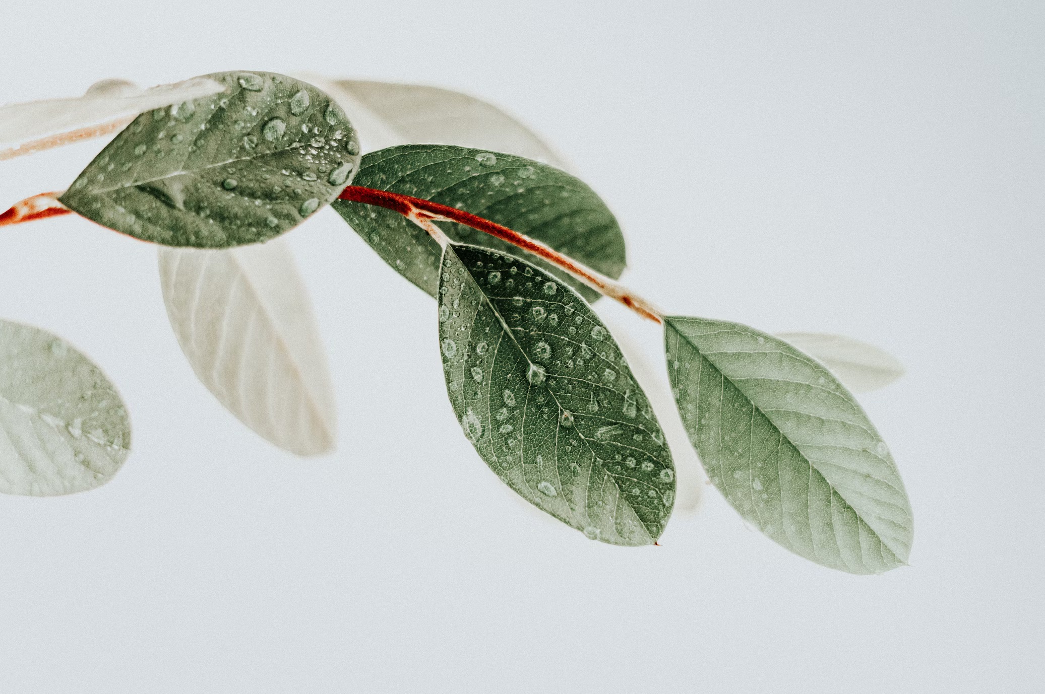 A photograph of leaves.